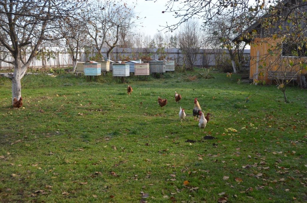 На небольшом участке уместились сад, пасека, живность.JPG