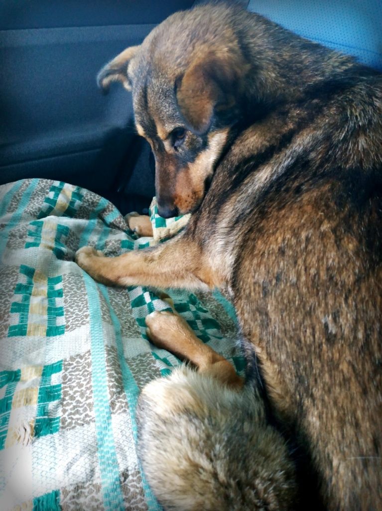 Таран на пути в клинику