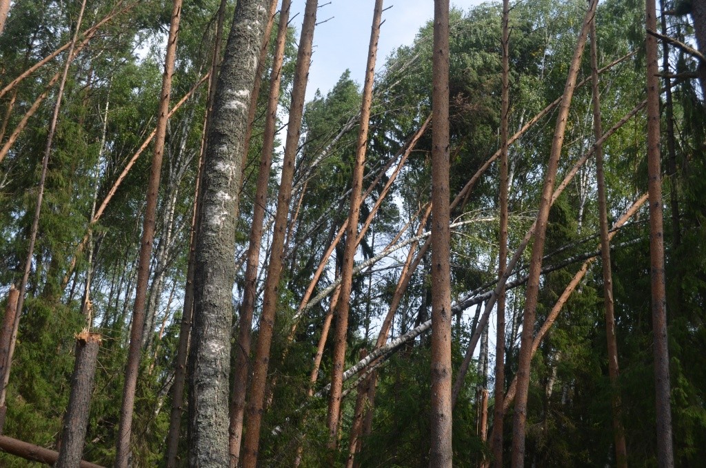 Многие сосны стихия согнула чуть ли в дугу.JPG