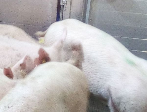 Те самые свинки-датчанки! Те самые свинки-датчанки!