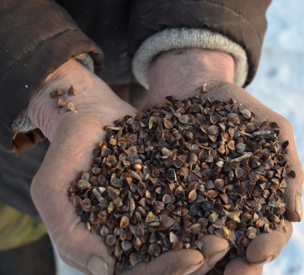 Вот она, марийская гречка.JPG