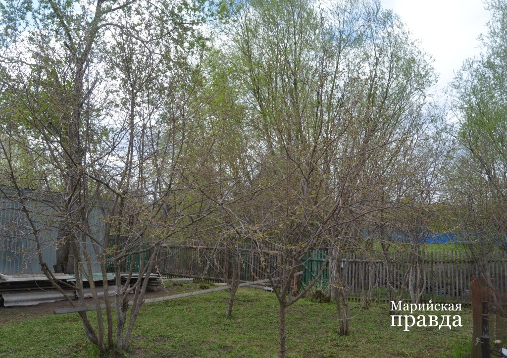 Рядом с памятником супруги Богдановы разбили вишневый сад. Рядом с памятником супруги Богдановы разбили вишневый сад 1.jpg