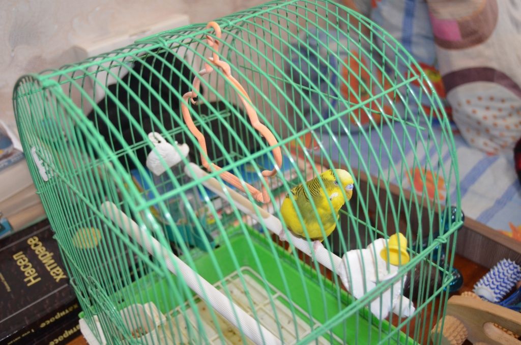 Родные подарили ветерану симпатичного попугайчика.JPG