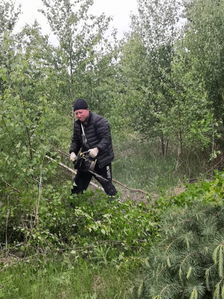 За два десятилетия простоя на поле вырос настоящий лес.jpg