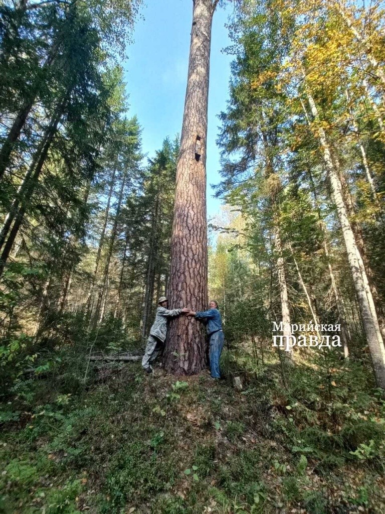 Такую сосну и вдвоем не обнять..jpg