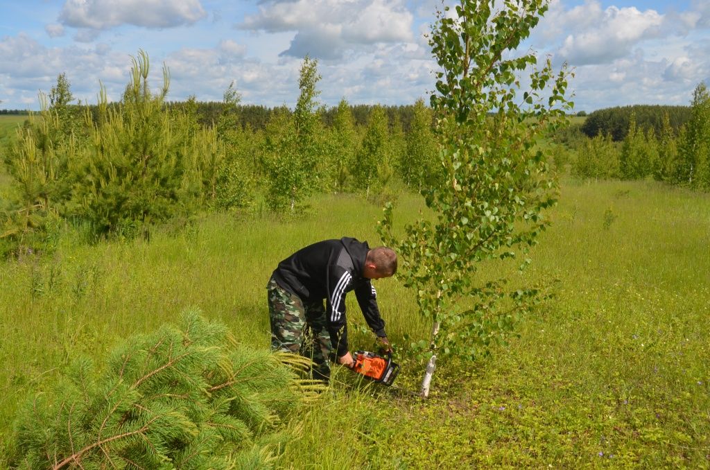 Первым делом приходится сводить деревья.JPG