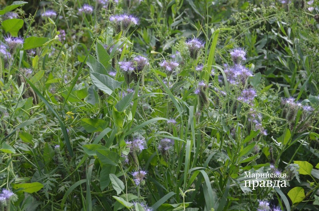 Сергей Ильич создает кормовую базу для своих крылатых работниц - сеет фацелию 1.jpg