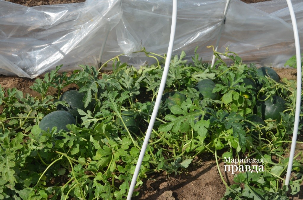 На этом пятачке земли больше десятка арбузов..jpg