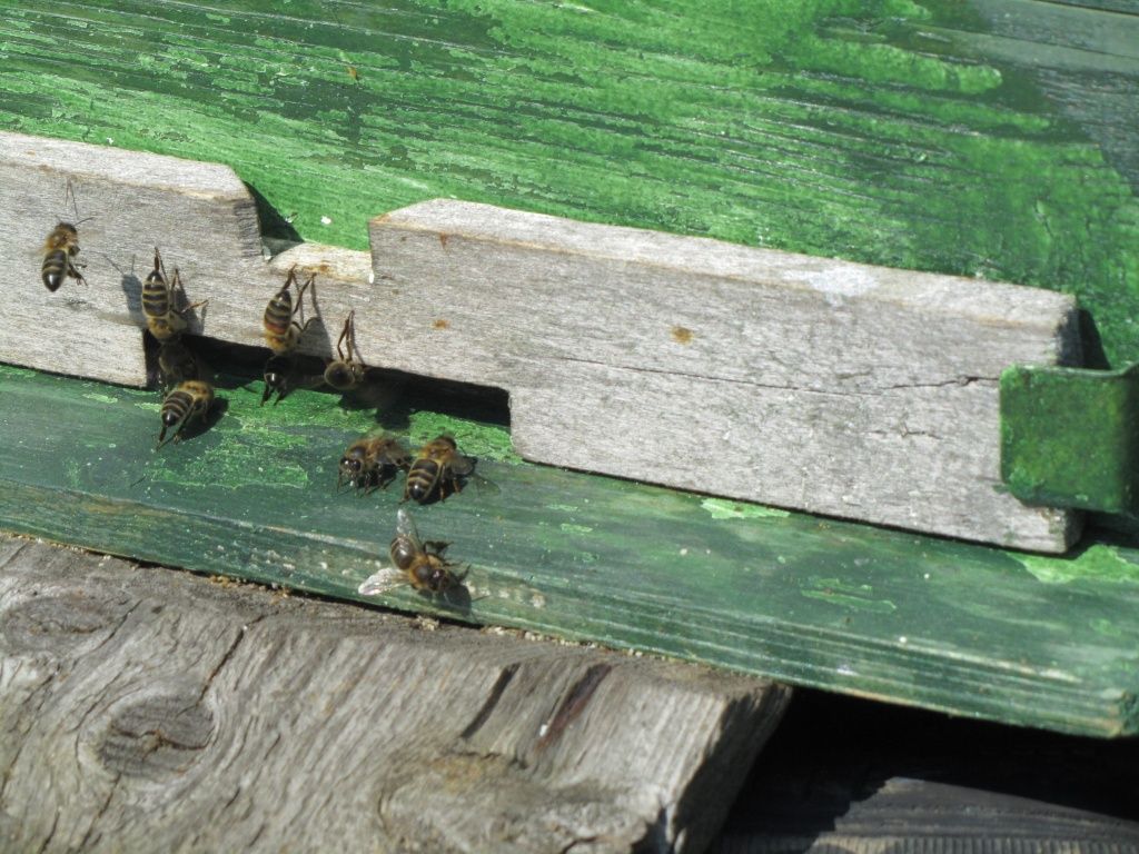 Пчела в среднем живет всего месяц. Пчела в среднем живет всего месяц.jpg