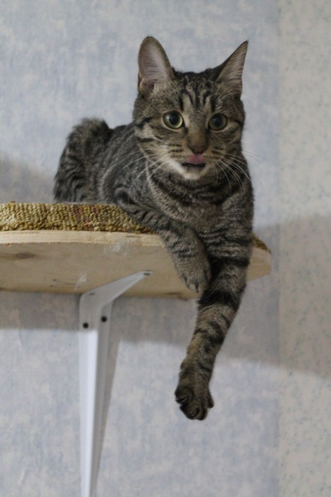 Клепа.jpg