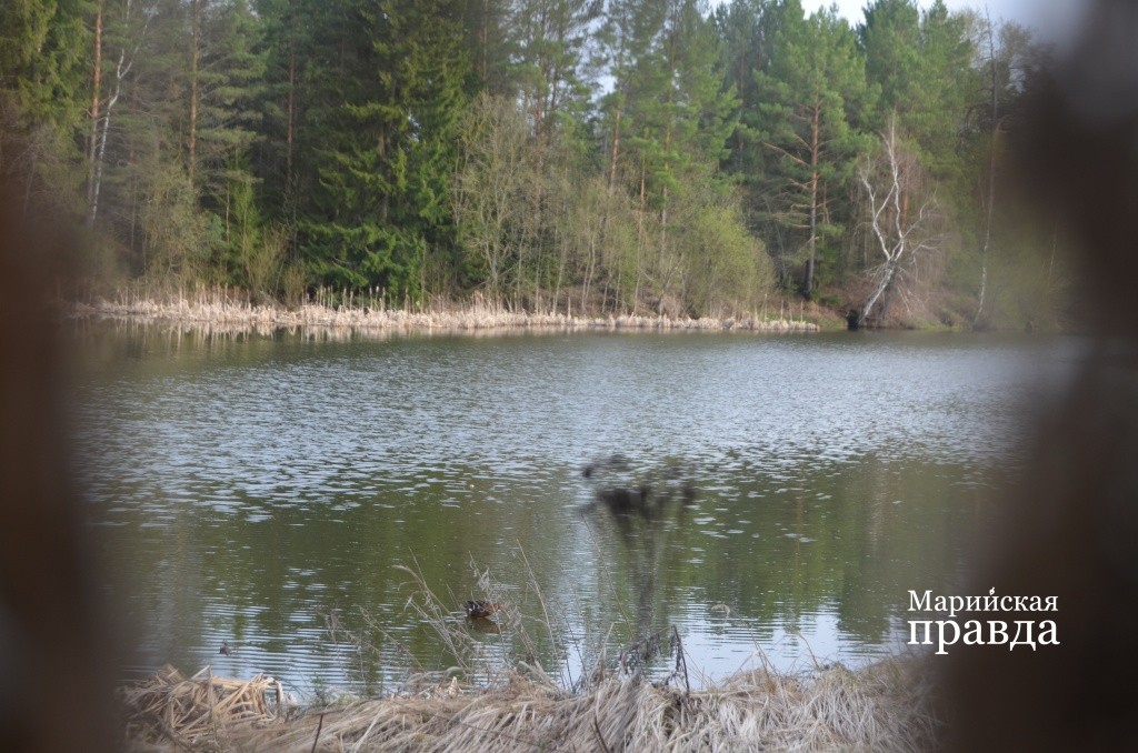 Вот такой вид открывается из прорези в скрадке - охотник из нее и стреляет..jpg