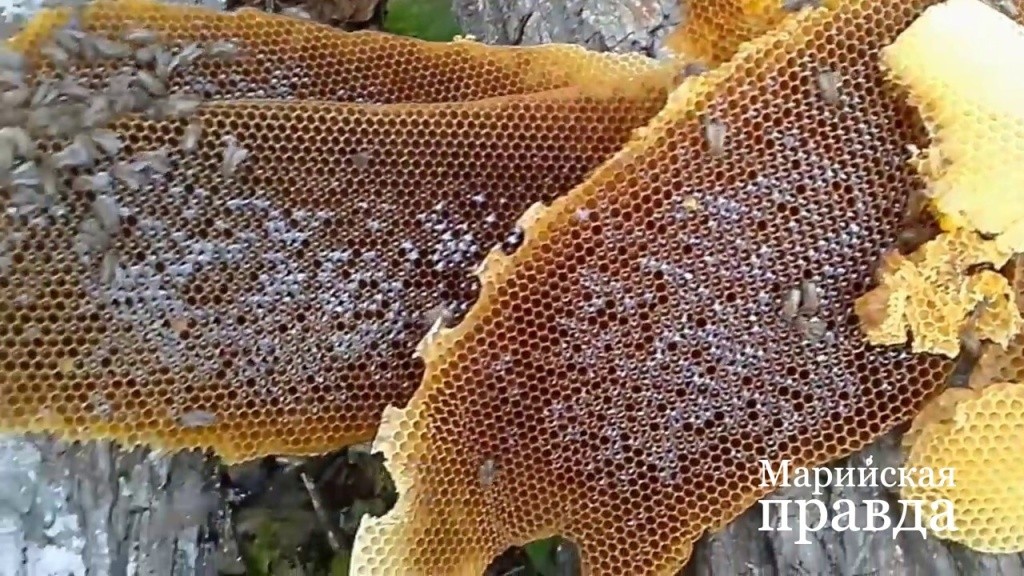 Так выглядят вырезанные языки бортевого меда..jpg