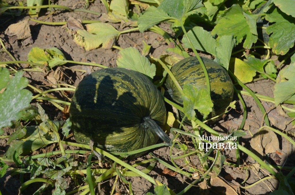 Тыквы нынче отменные. Тыквы нынче отменные..jpg