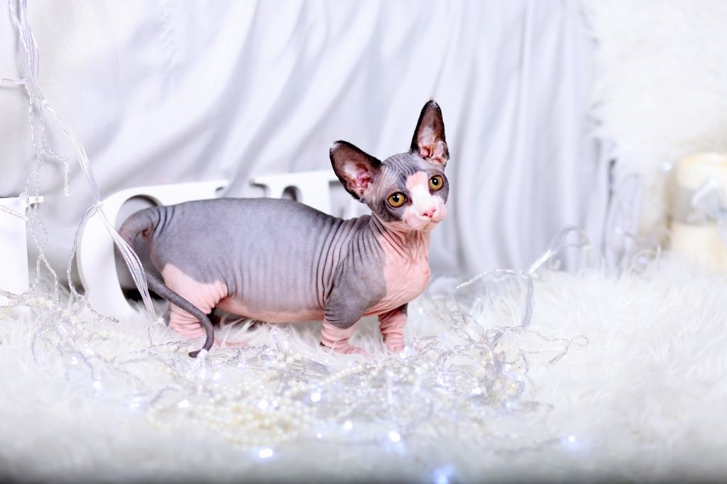 Бамбино 116.JPG