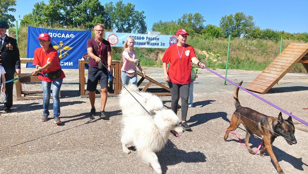 День Фронтовой собаки.
