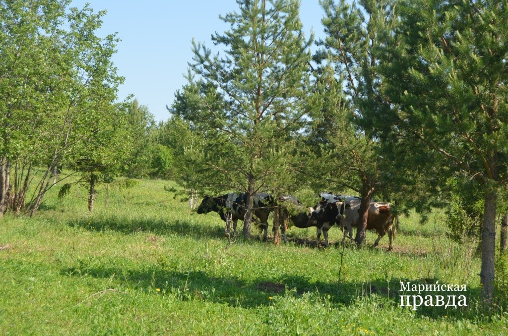 На улице плюс 30, буренки прячутся в тени..jpg