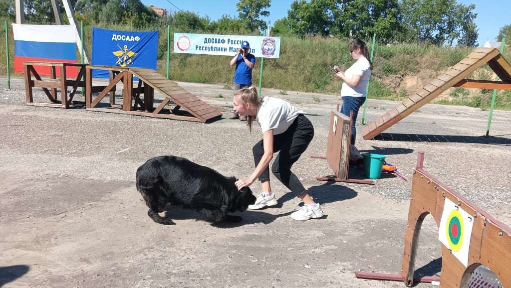 День Фронтовой собаки.