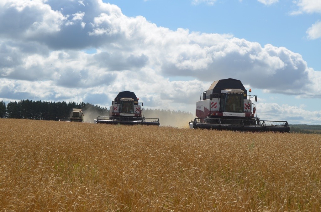 Уборка в колхозе Первое мая .JPG