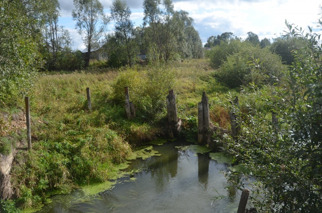 Бывший пруд уже зарос кустарником.JPG