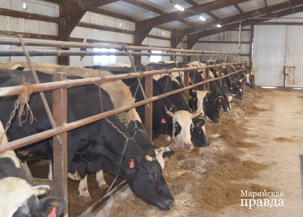 Благодаря усиленному питанию, каждая здешняя буренка дает сейчас по 27 килограммов молока..jpg