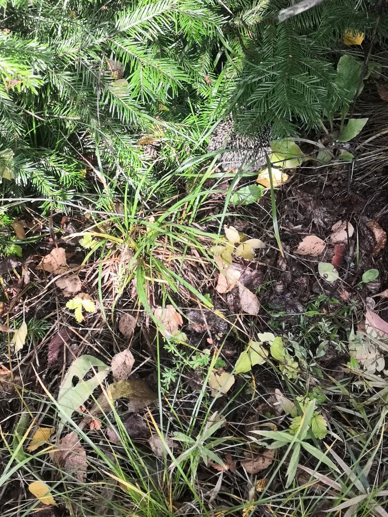 Колючий тут же повернулся ко мне задом и исчез под ветками пихты.jpg