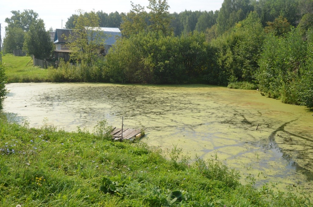 Заросший ряской и заиленный прудик должен стать противопожарным водоемом.JPG