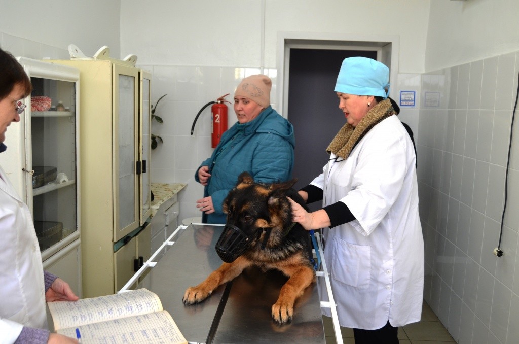 Несмотря на внушительные размере овчарка Герда еще ребенок- ей всего полгода.JPG