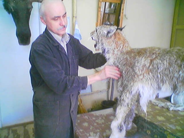 2005 год изгот. чучела рыси.jpg