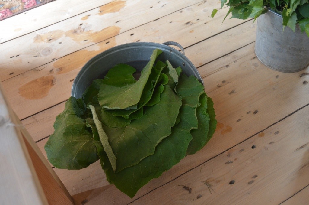 Лопухи это еще и полезно.jpg