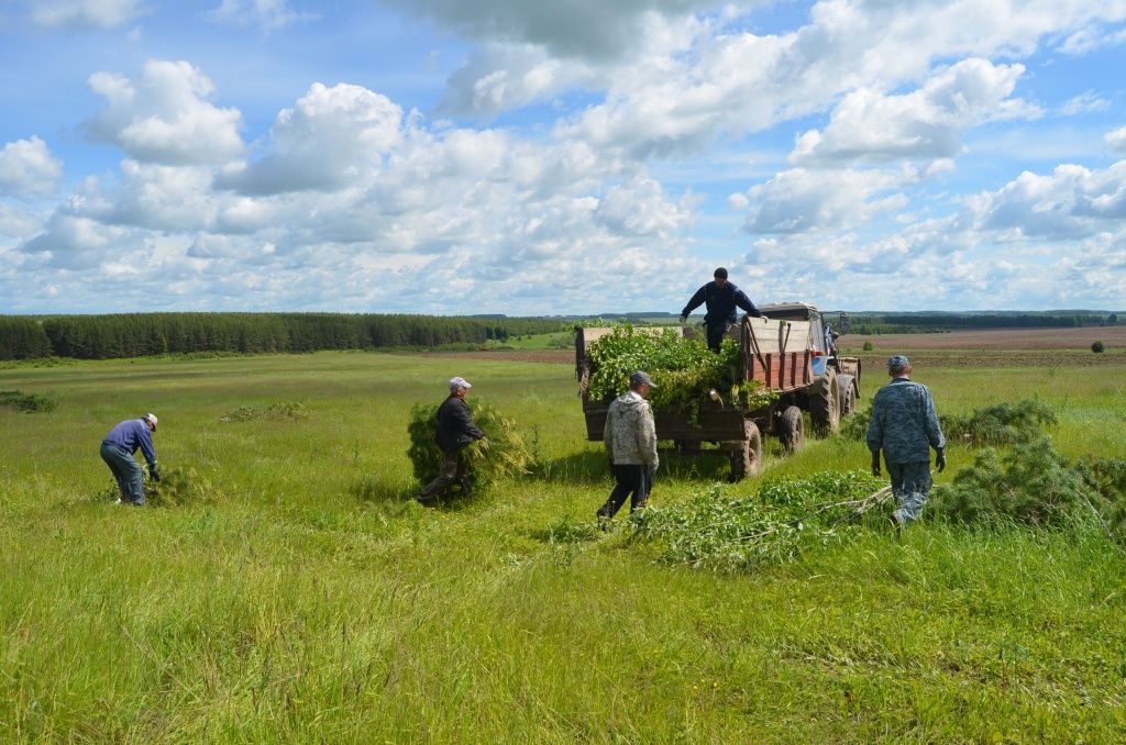 Спиленные деревья сразу же грузят и увозят.JPG