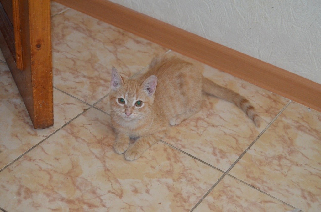 Рыжик в доме Ремизовых появился всего неделю назад.jpg