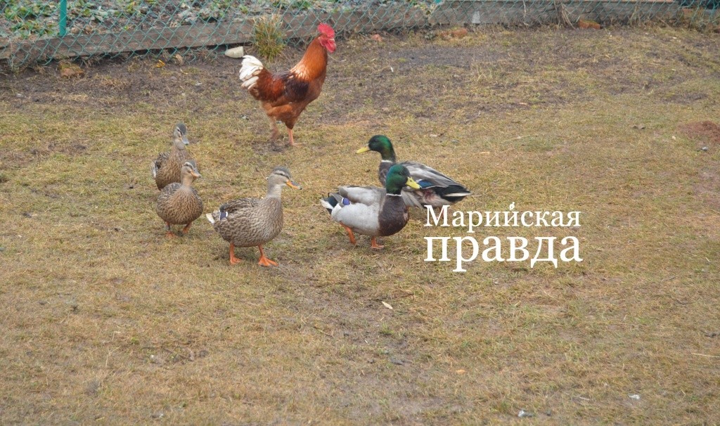 С курами и петухами у уток дружественный нейтралитет. С курами и петухами у уток дружественный нейтралитет 1.jpg