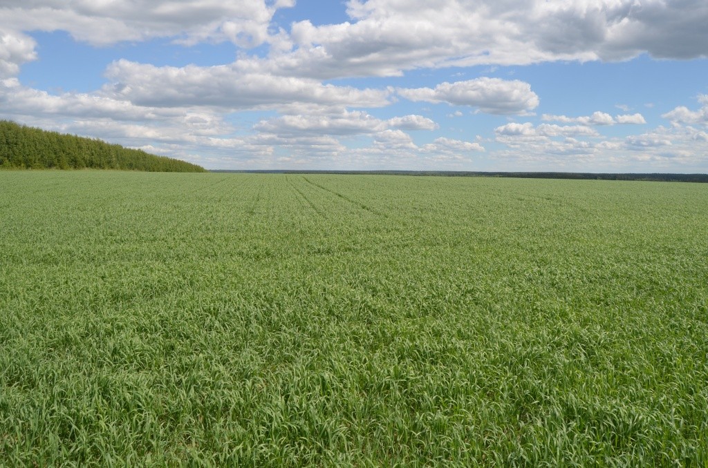 Это поле возле Малого Царанура было лучшим из всего, что мы увидели за целый день разъездов.JPG