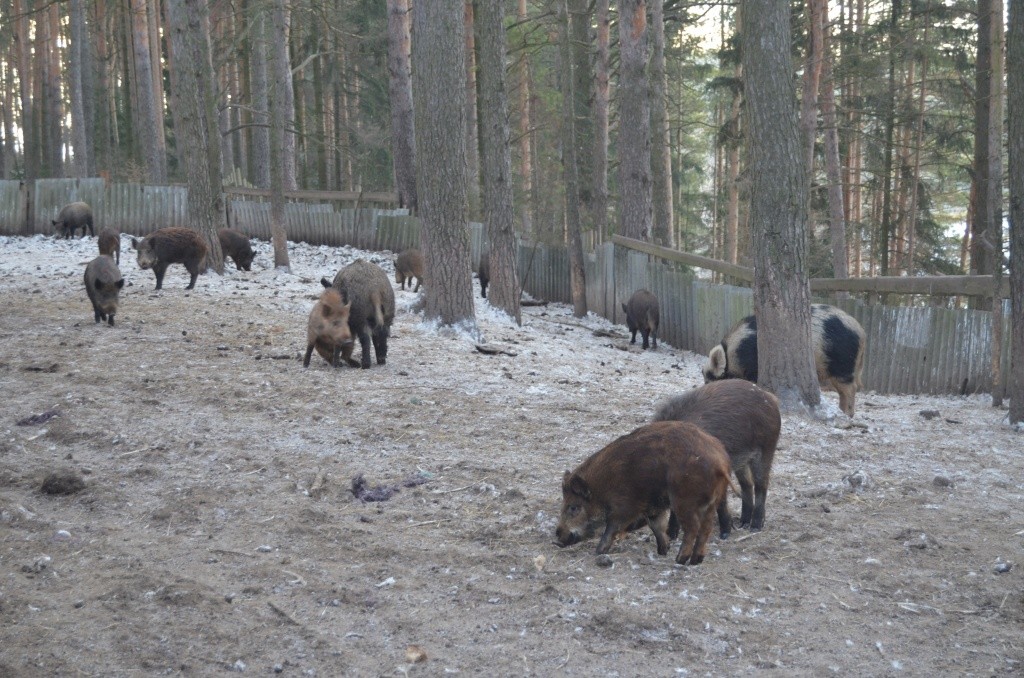 Сколько кабана не корми, а он все равно в лес смотрит.JPG