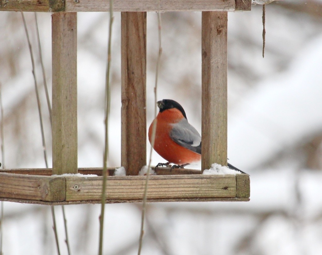 снегирь.jpg