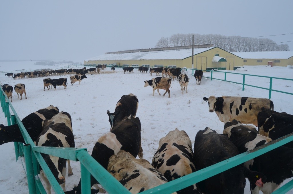 В режиме животных предусмотрен часовой моцион на свежем воздухе.JPG