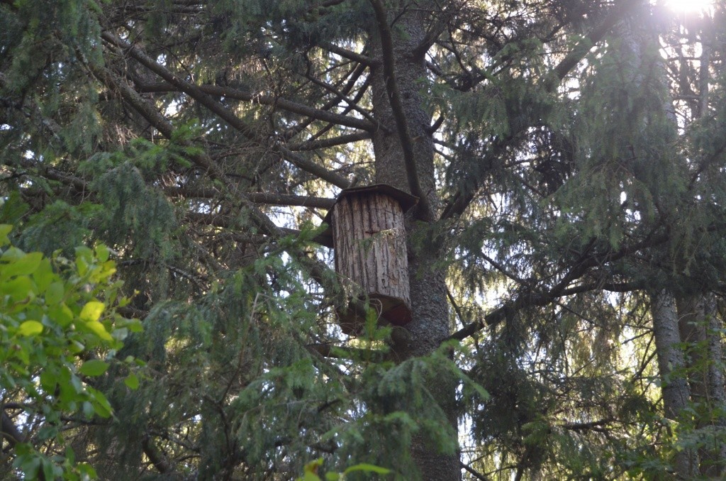 Пасечник не прочь поэкспериментировать с колодным пчеловодством.jpg