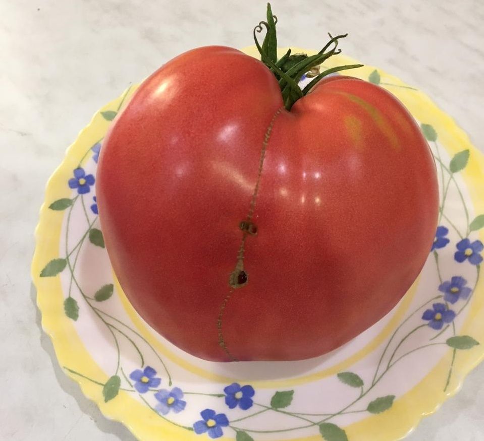 Помидор 2.jpg