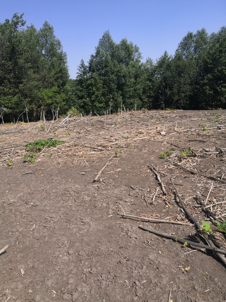 Результат химобработок - год назад здесь стеной стояли заросли опасного мутанта .jpg