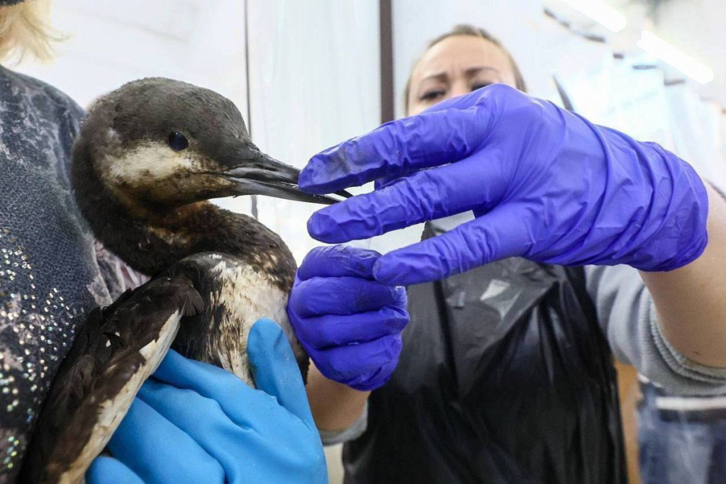 Кормление птиц