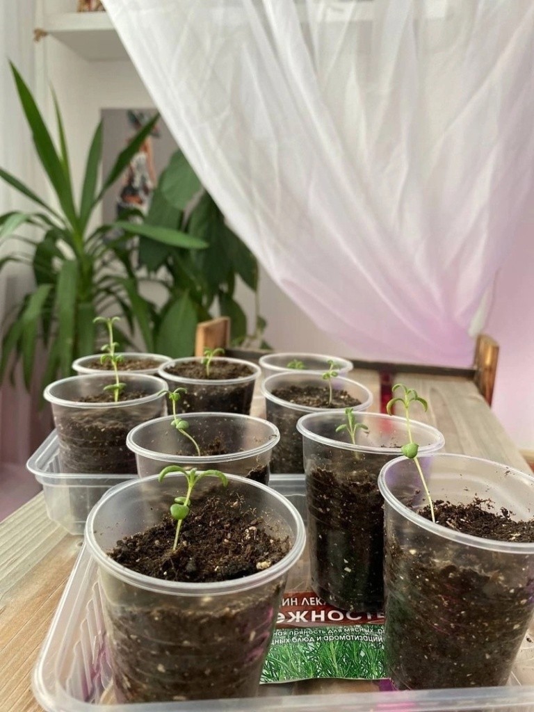 Травы Ирины Гурьяновой