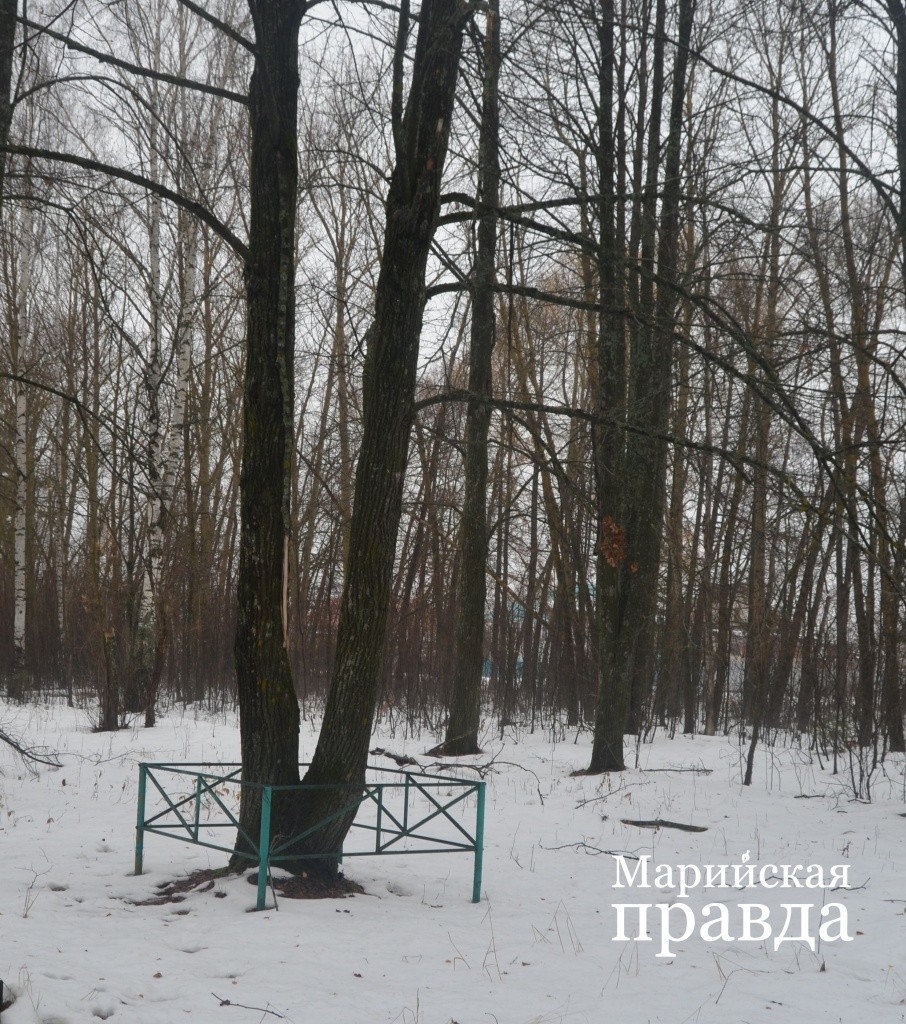 Липа, посаженная Героем Советского Союза Кузьмой Новоселовым, превраилась во взрослое дерево..jpg