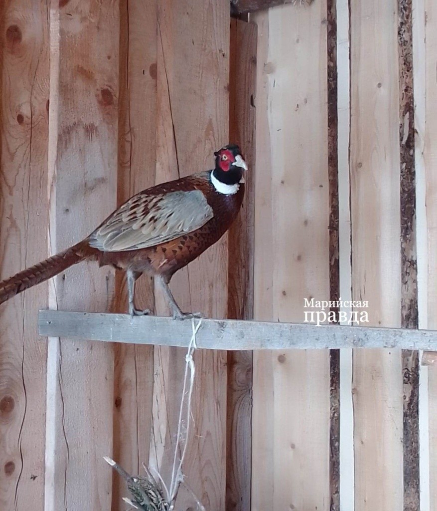 У самцов длинный хвост, но со временем он изнашивается..jpg