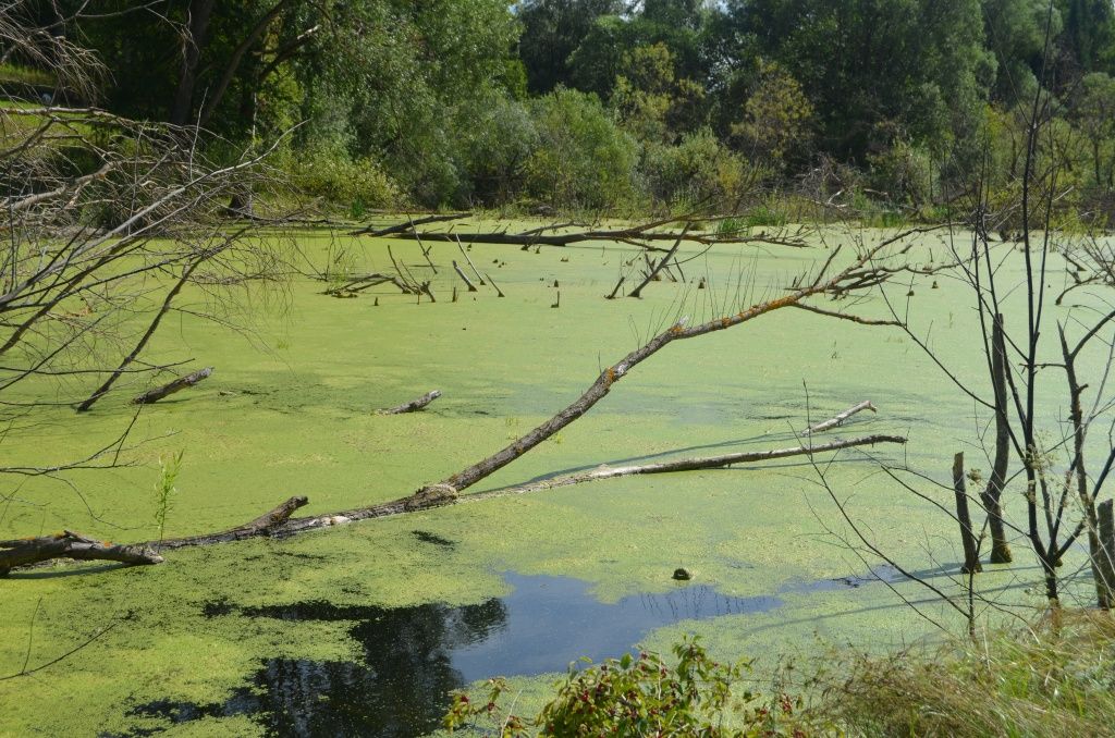 Ну и что что пруд зацвел, зато вода теплая.JPG