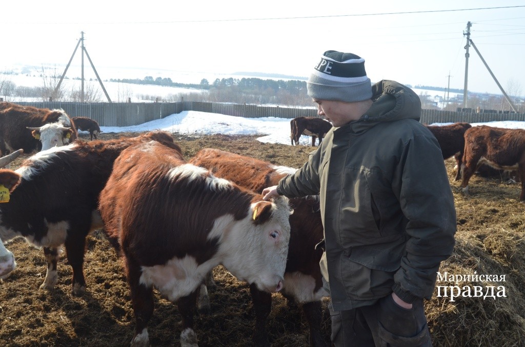 Любимец Ленара практчиески ручной бык Эрик..jpg
