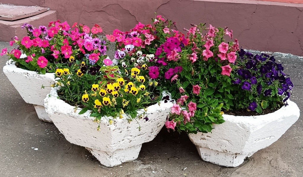 Вазоны с петуниями.jpg