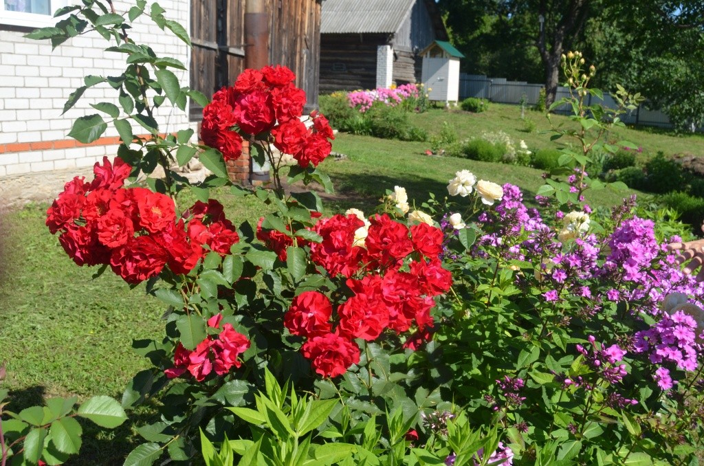 На усадьбе Ивановых растут уже более 70 кустов роз.jpg