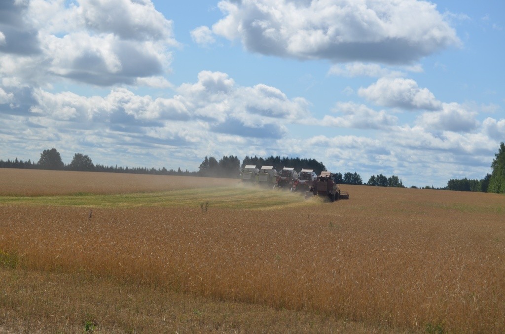 Сразу пять комбайнов вышли на поле.JPG