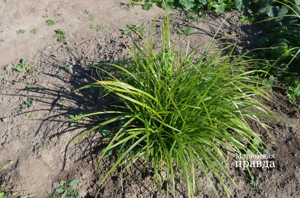 А это чуфа. А это чуфа..jpg