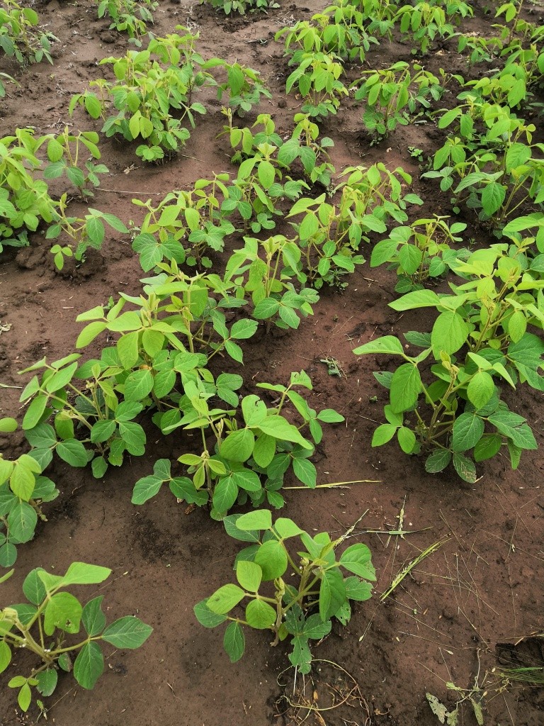 На испытании находится и соя - новая для Марий Эл ценная кормовая культура.jpg